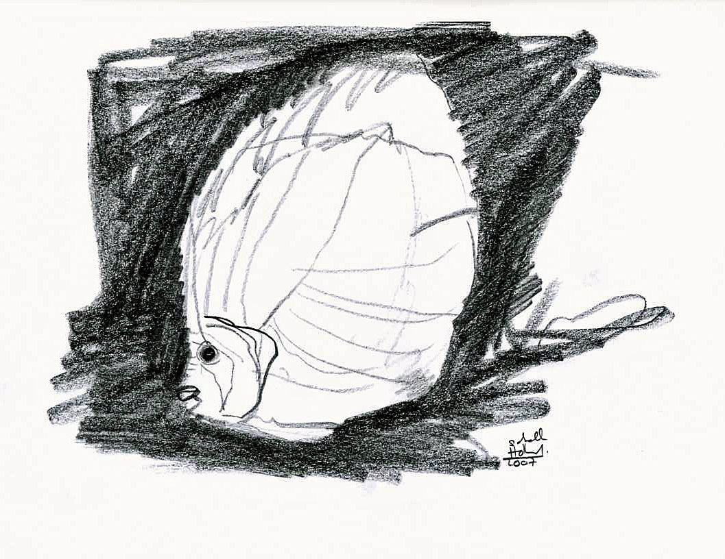 Fish Drwg.4 07